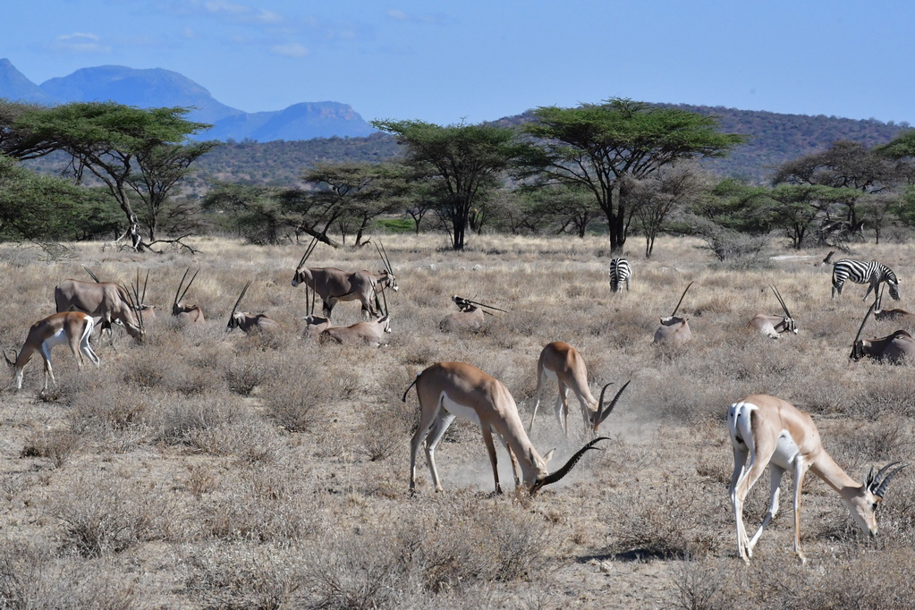 Buffalo Springs Nat. Reserve